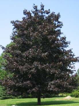 ACER PLATANOIDES 